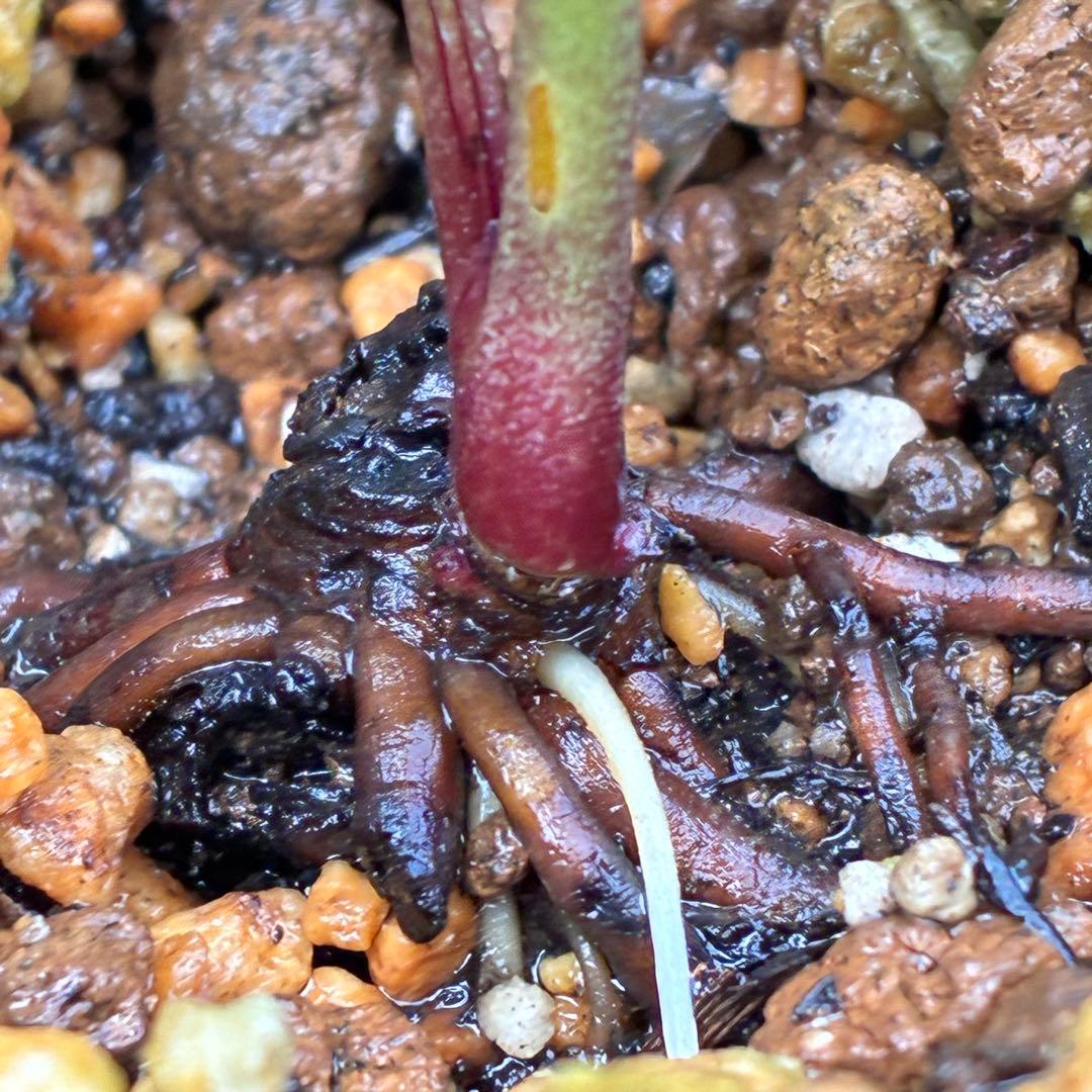 i*u様 ☘️NEW☘️開花株❤️根充実❤️新葉❤️3284⭐️直筆(入荷時)”