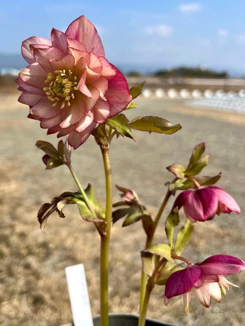 i*u様 ☘️NEW☘️開花株❤️根充実❤️新葉❤️3284⭐️直筆(入荷時)”