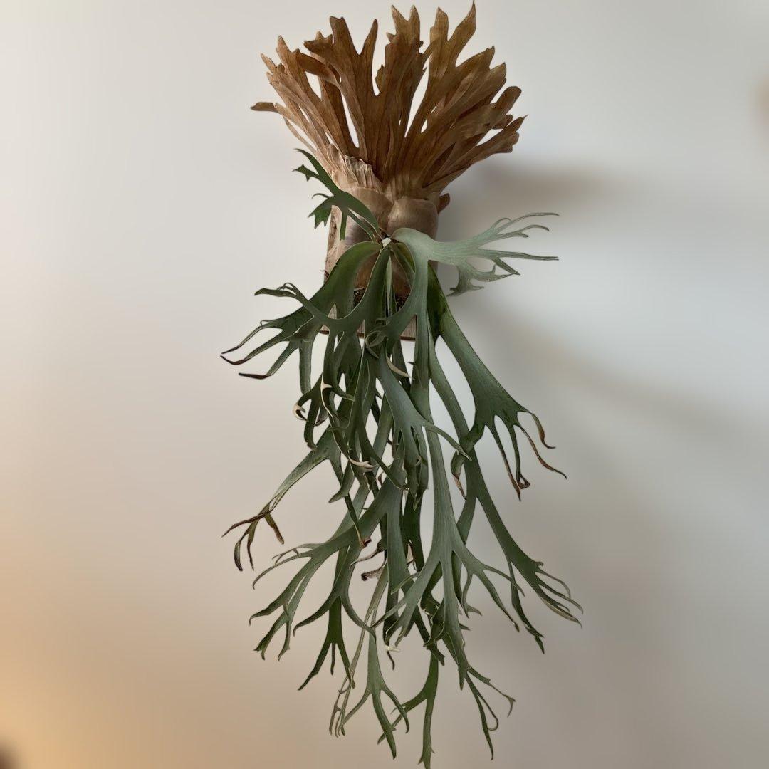 ビカクシダ　ウィリンキー　Gn.Aropuro ビカクシダ ウィリンキー Gn.Aropuro - メルカリ