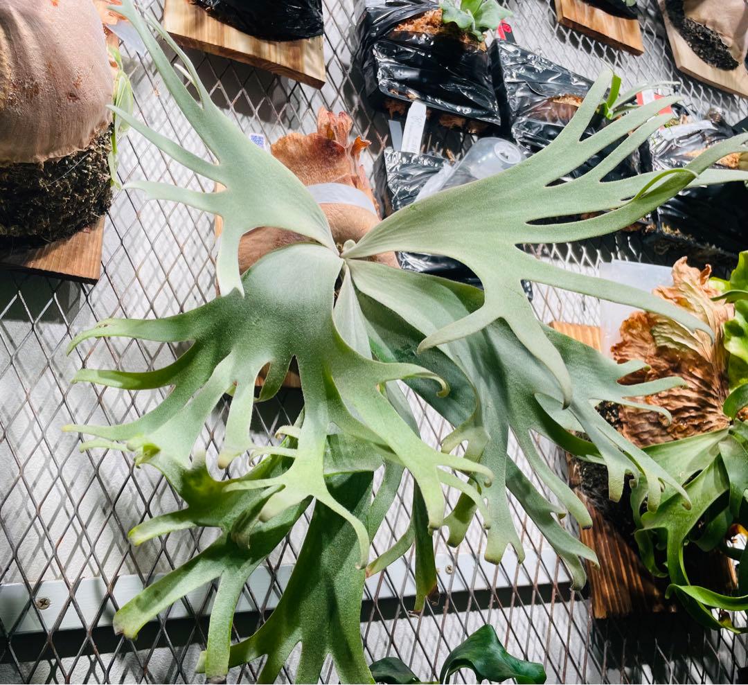 P. willinckii Suriya (OC) 子株 ビカクシダ