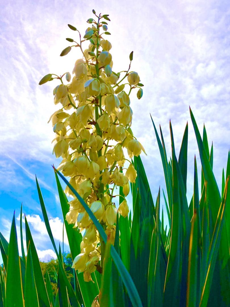 完売　発根済み超優良株＊根は頑丈で巨大【ユッカ グロリオサ/アツバキミガヨラン】