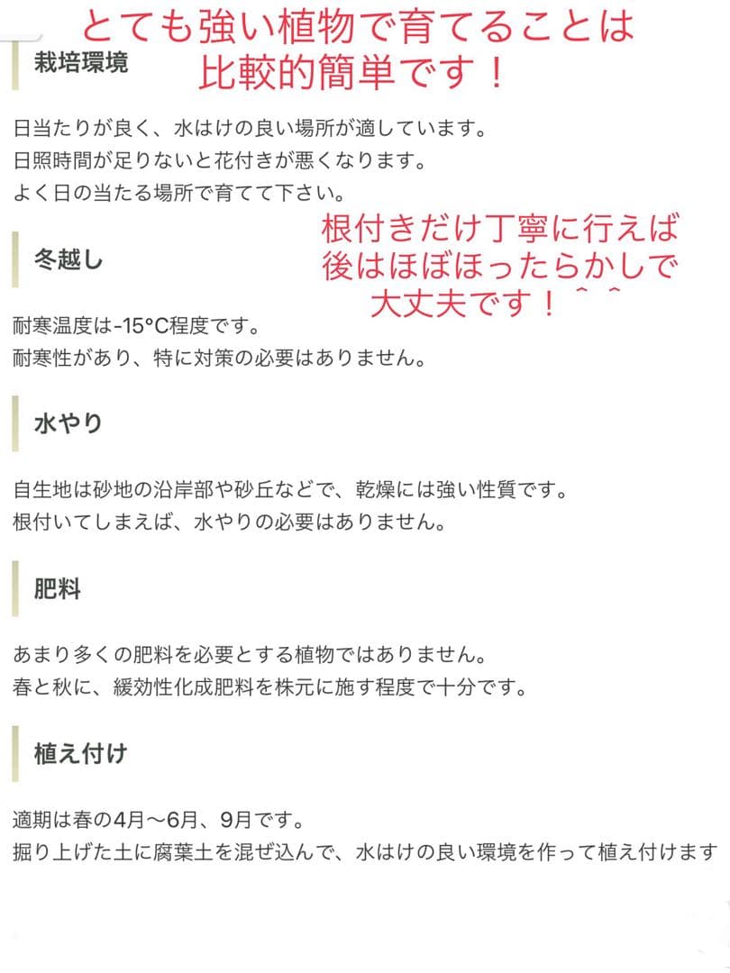 完売　発根済み超優良株＊根は頑丈で巨大【ユッカ グロリオサ/アツバキミガヨラン】