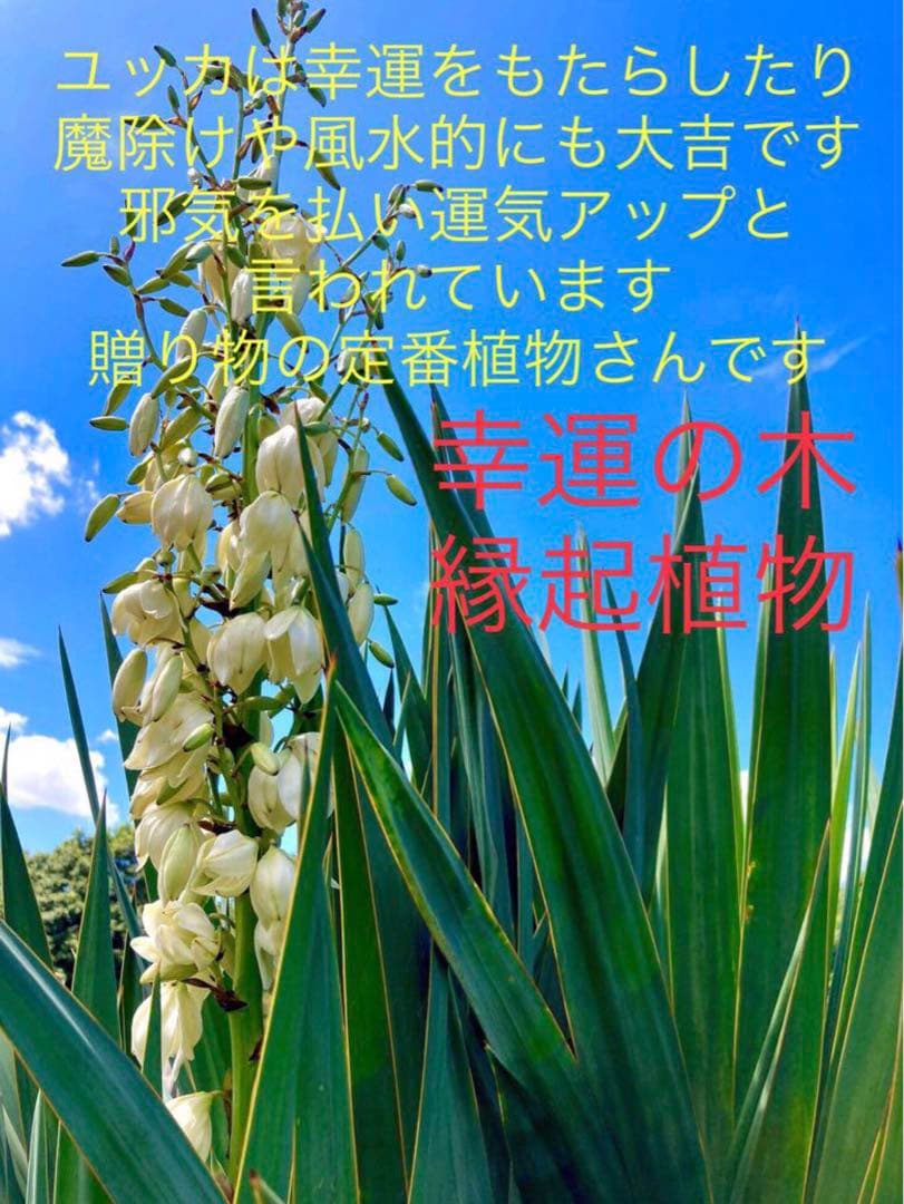 完売　発根済み超優良株＊根は頑丈で巨大【ユッカ グロリオサ/アツバキミガヨラン】