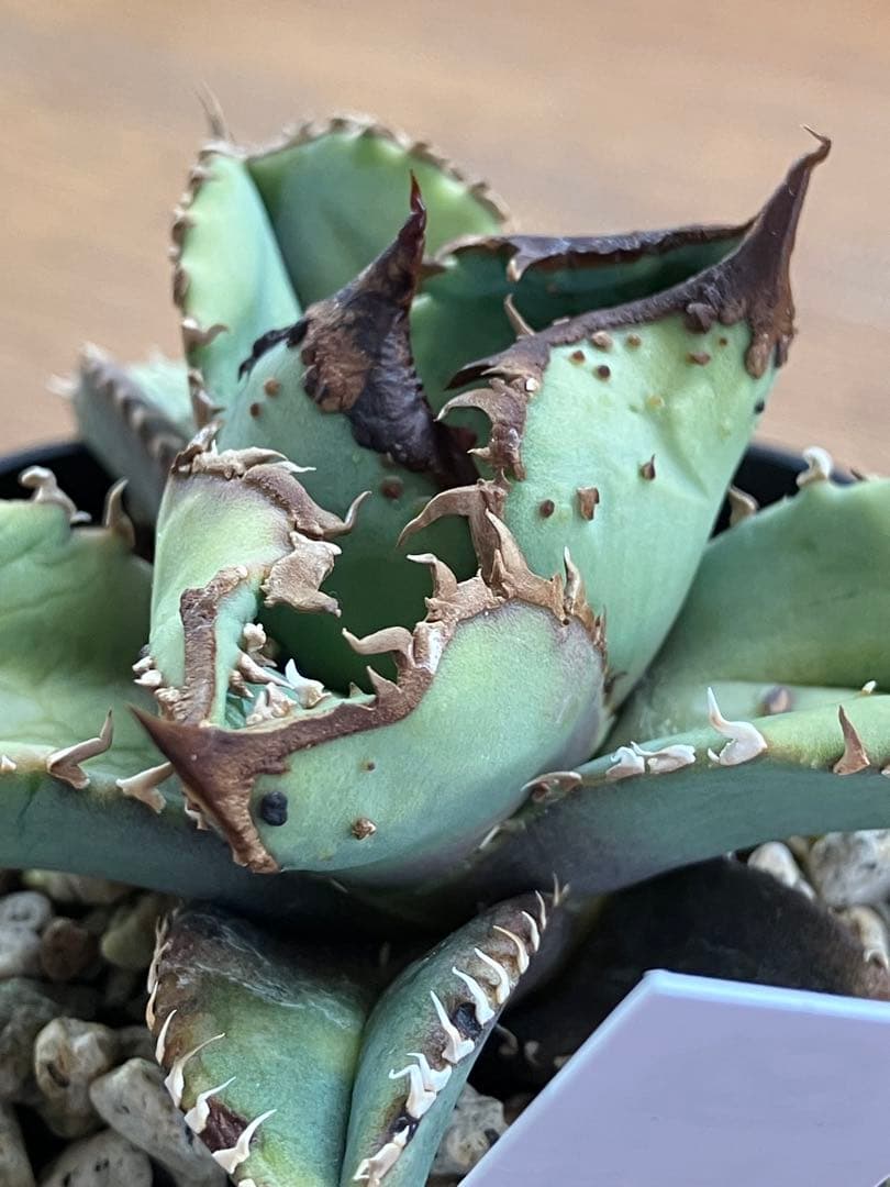 【クリスマスセール】♯29 超選抜　太棘　ぶつぶつだらけ　アガベ　鰐亀　TC