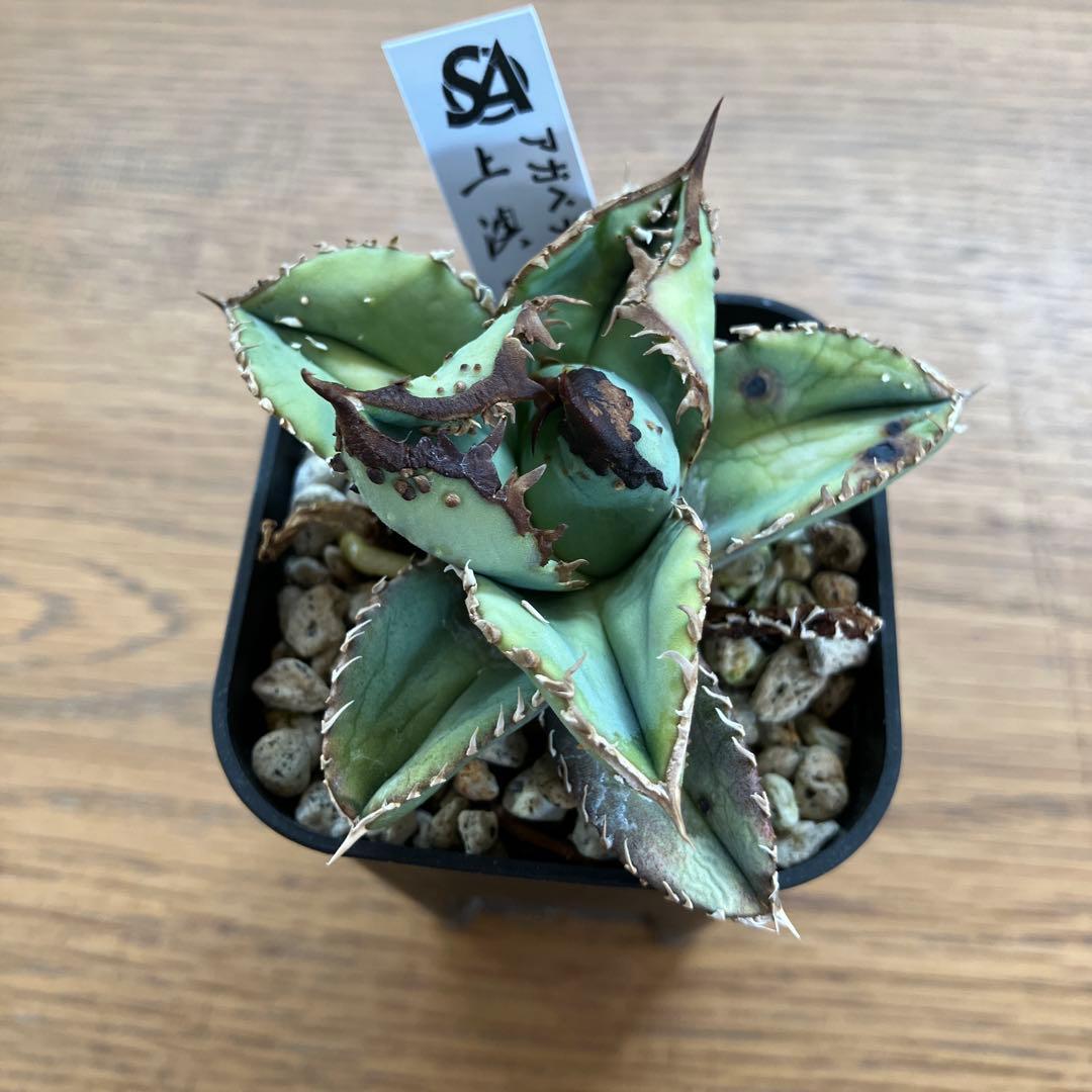 【クリスマスセール】♯29 超選抜　太棘　ぶつぶつだらけ　アガベ　鰐亀　TC