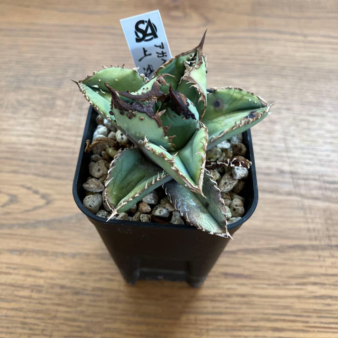 【クリスマスセール】♯29 超選抜　太棘　ぶつぶつだらけ　アガベ　鰐亀　TC