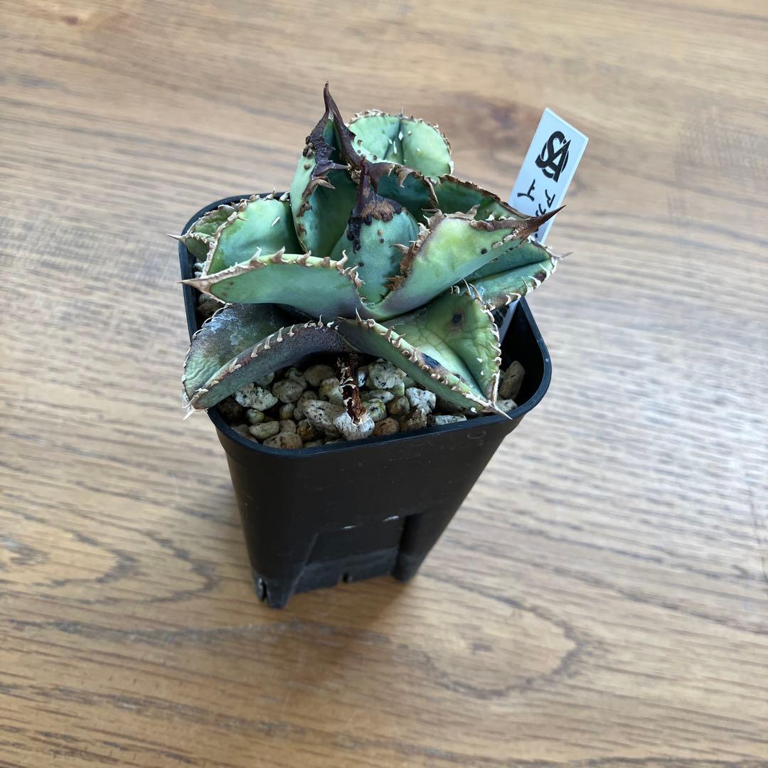 【クリスマスセール】♯29 超選抜　太棘　ぶつぶつだらけ　アガベ　鰐亀　TC