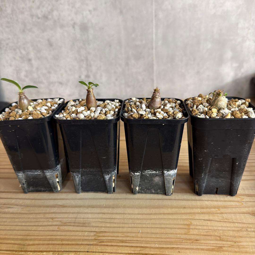 パキポディウムウィンゾリー 国内実生株