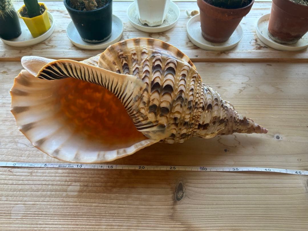希少特大法螺貝ホラ貝42cm ほら貝