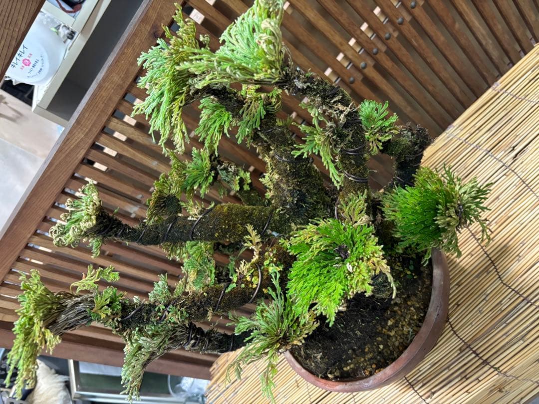 ➀ 岩ヒバ(岩松) 首長最上株物 13株 植木 陶器鉢付 30年