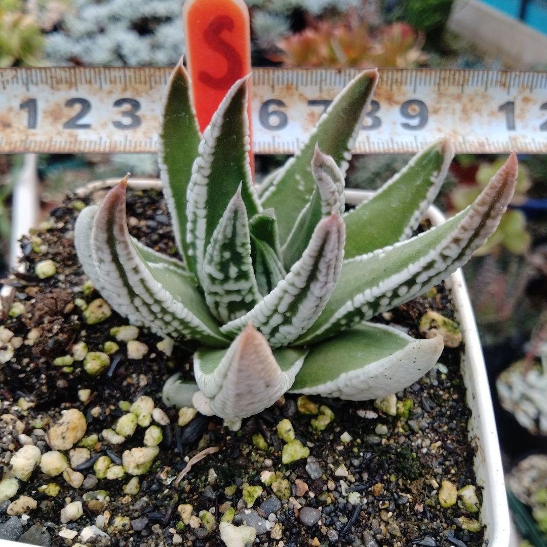多肉植物ハオルチア皇帝クリーム肌抜き苗 - メルカリ