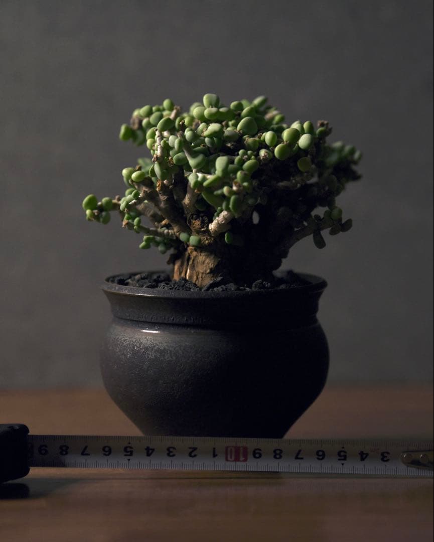 発根済 ケラリアピグマエア　塊根植物 ピグマエアの発根済み株 店頭に追加いたしました！ 小さくても形が良い