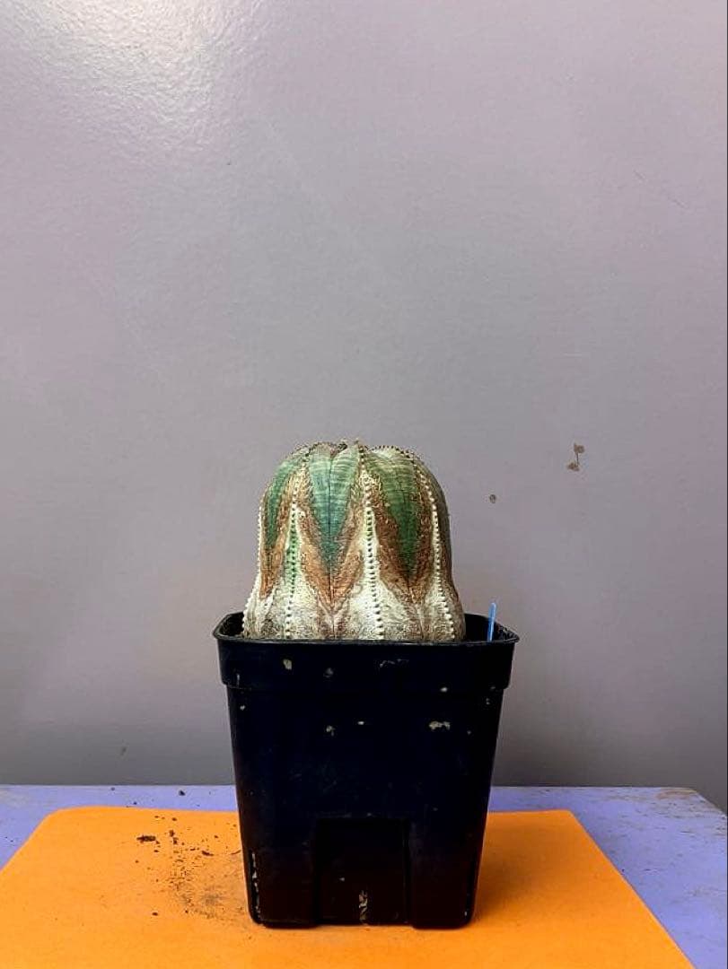 《3号B》ユーフォルビア　オールド　オベサ　雌株