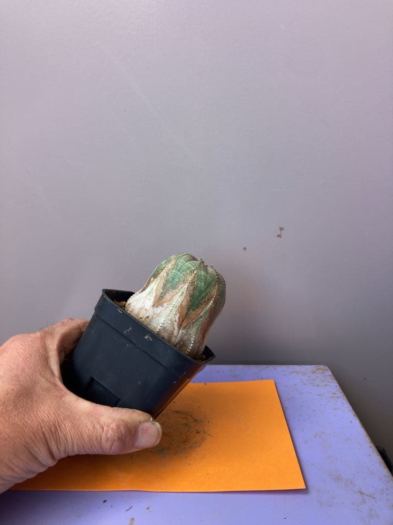 《3号B》ユーフォルビア　オールド　オベサ　雌株