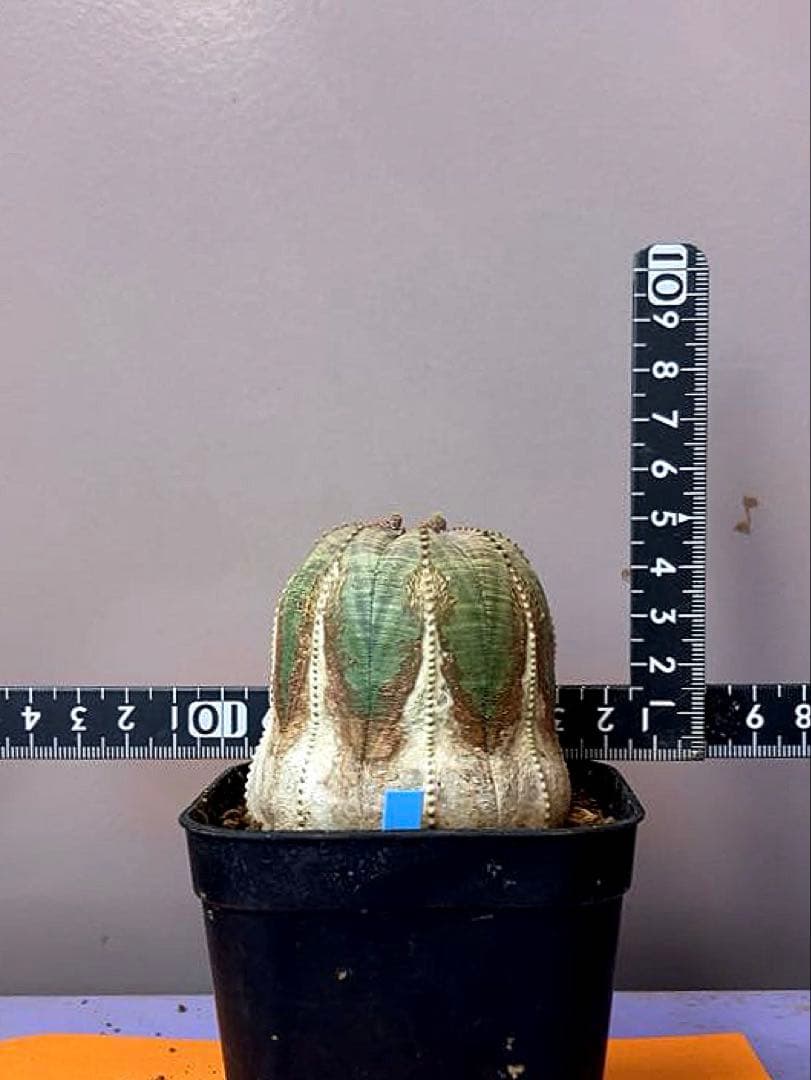 《3号B》ユーフォルビア　オールド　オベサ　雌株