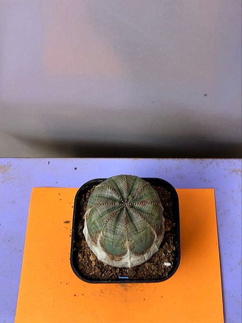 《3号B》ユーフォルビア　オールド　オベサ　雌株