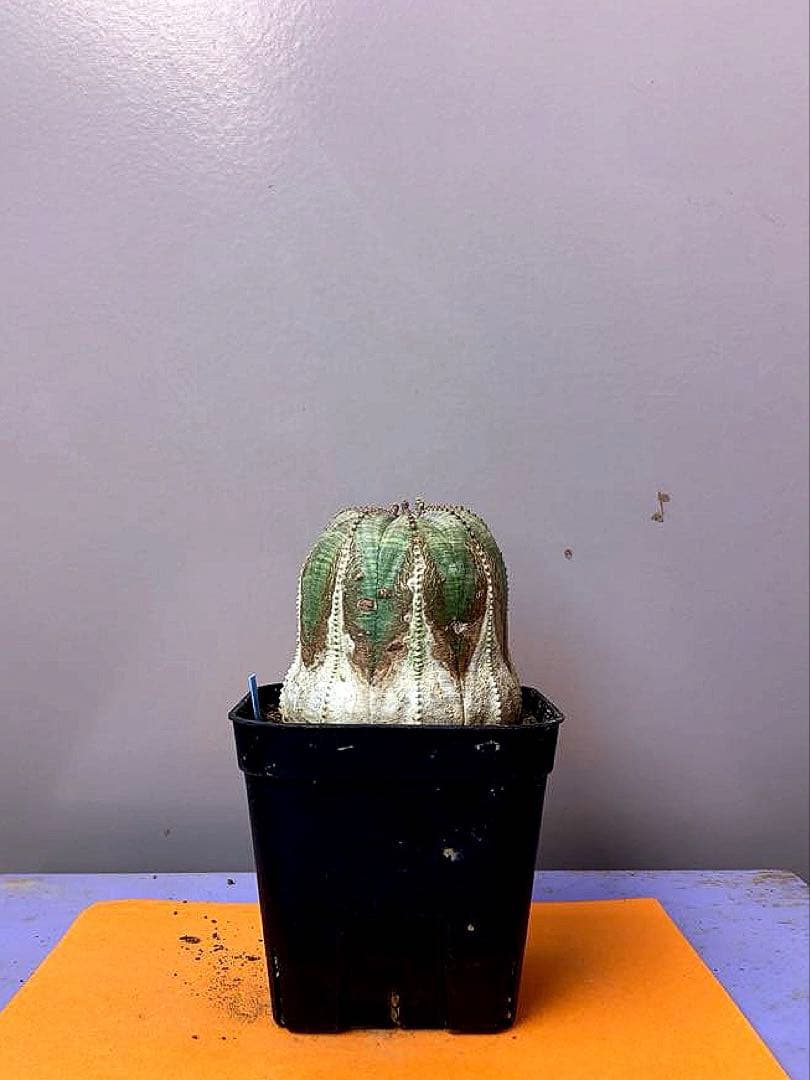 《3号B》ユーフォルビア　オールド　オベサ　雌株