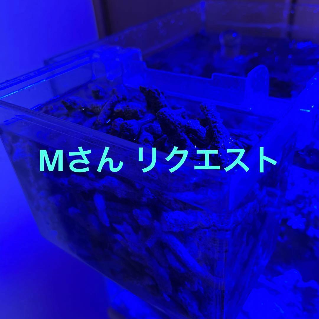 天然ライブロック　フライドポテト 天然ライブロック フライドポテト 天然ライブロック フライドポテト