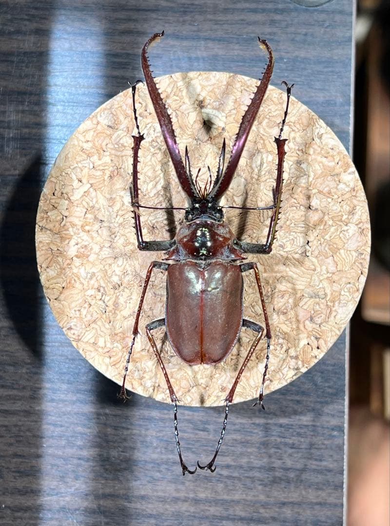h*7様 チリクワガタ 標本 外国産クワガタ標本 ﾁﾘクワガタ