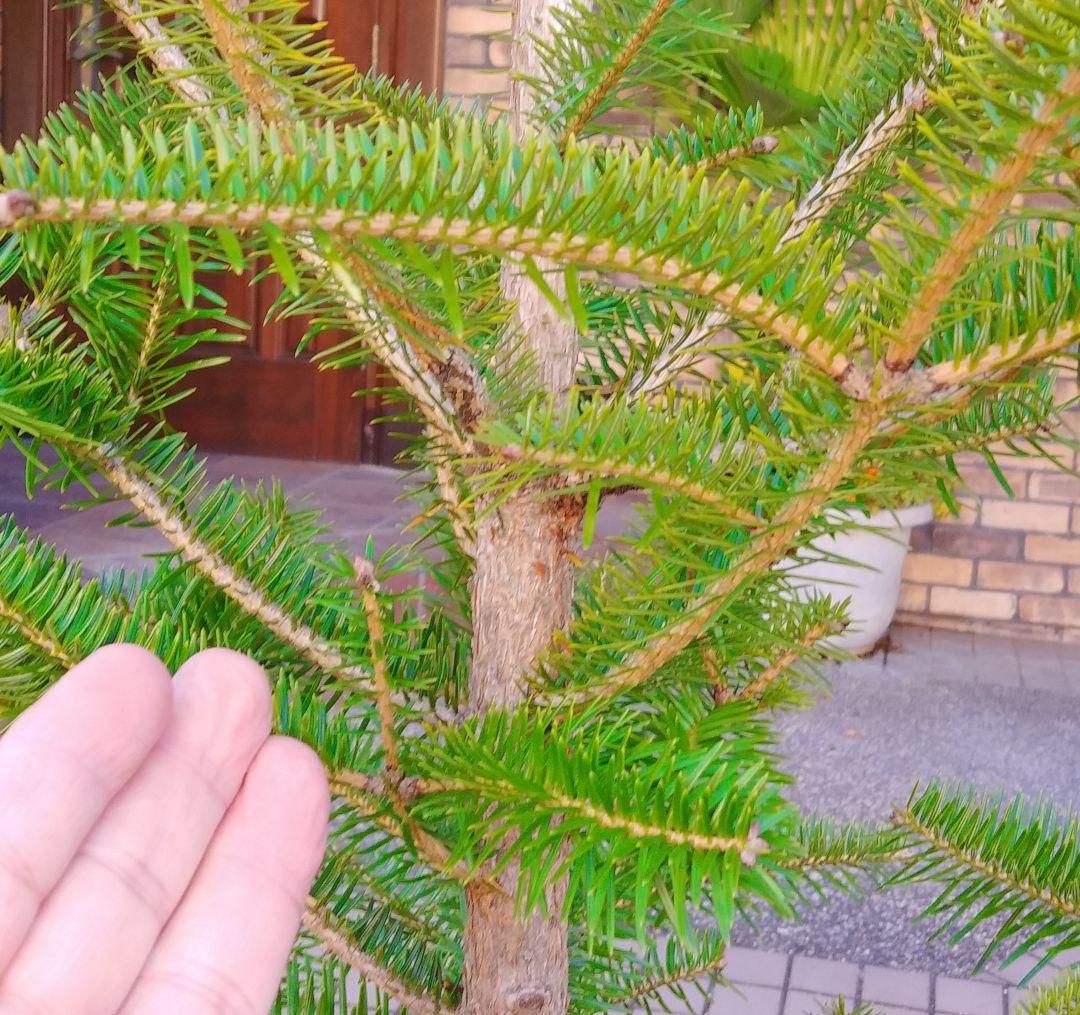 モミの木 苗木 特大200cm❗13号❗綺麗な樹形 クリスマスツリー