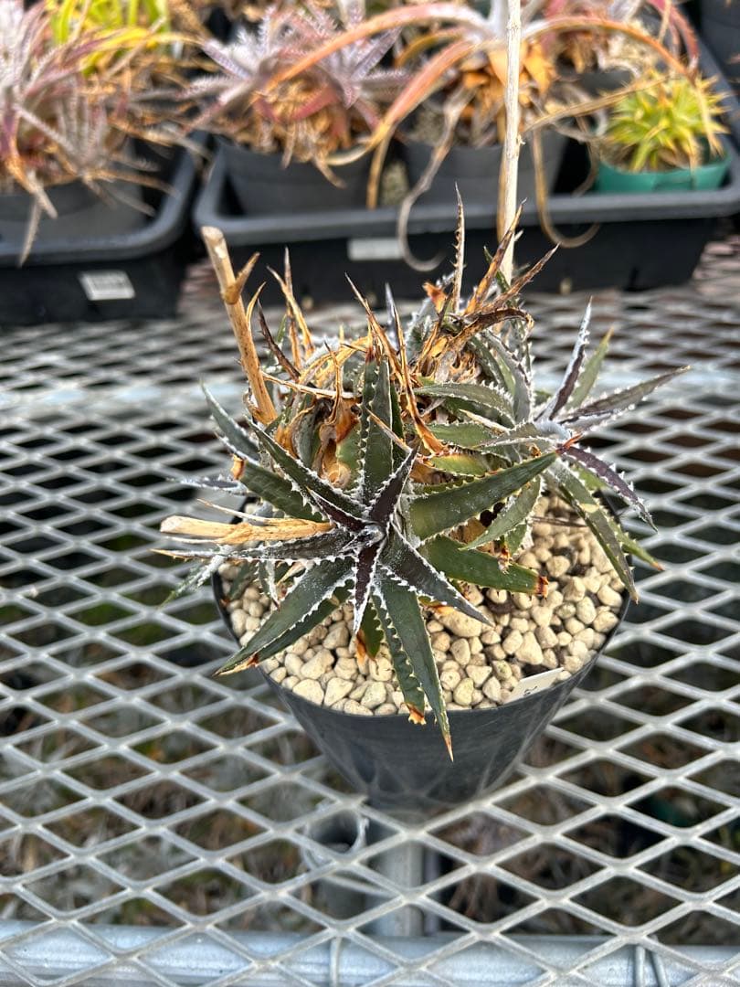 群生 DBディッキア Dyckia Bill Baker hybrid #132 - メルカリ