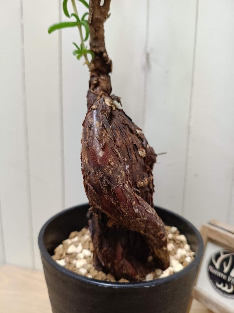 U598 超希少種発根済み メストクレマ ツベローサム 養生株