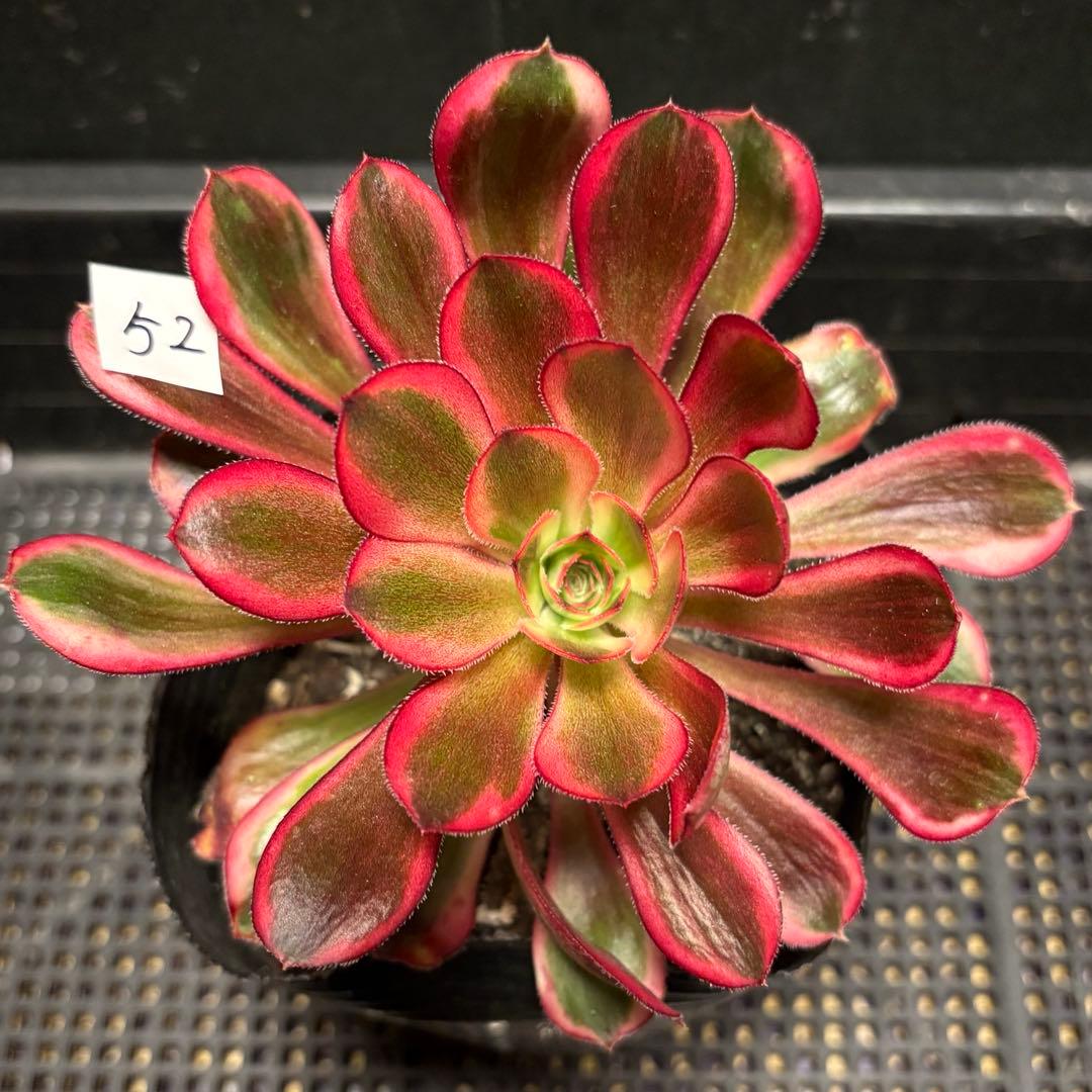 52#多肉植物アエオニウム錦❤️ シャネル❤️1大頭 13cm拨き苗 - メルカリ