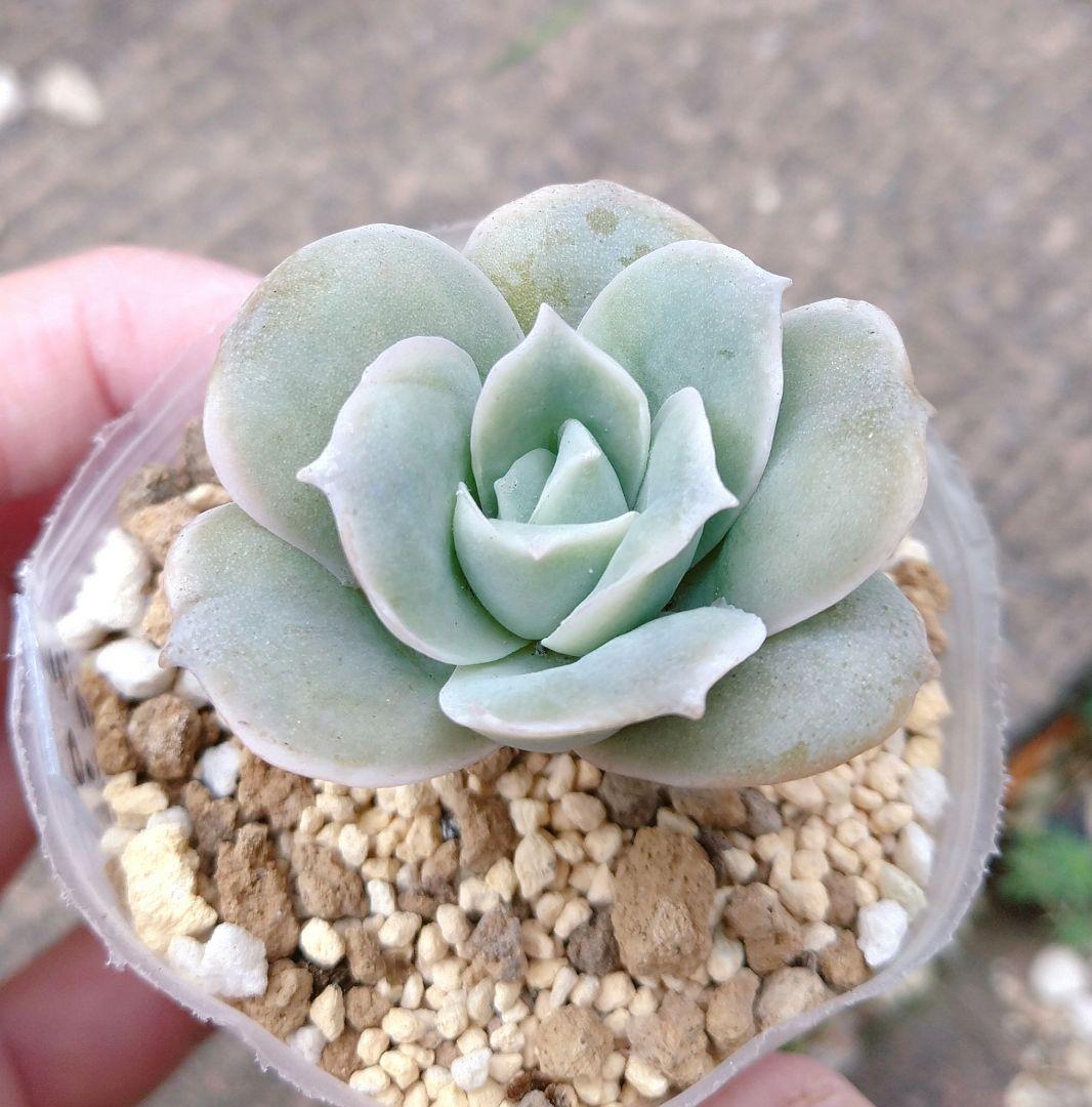 多肉植物】ピンクプリティ・ラブリーローズ 抜き苗セット - メルカリ