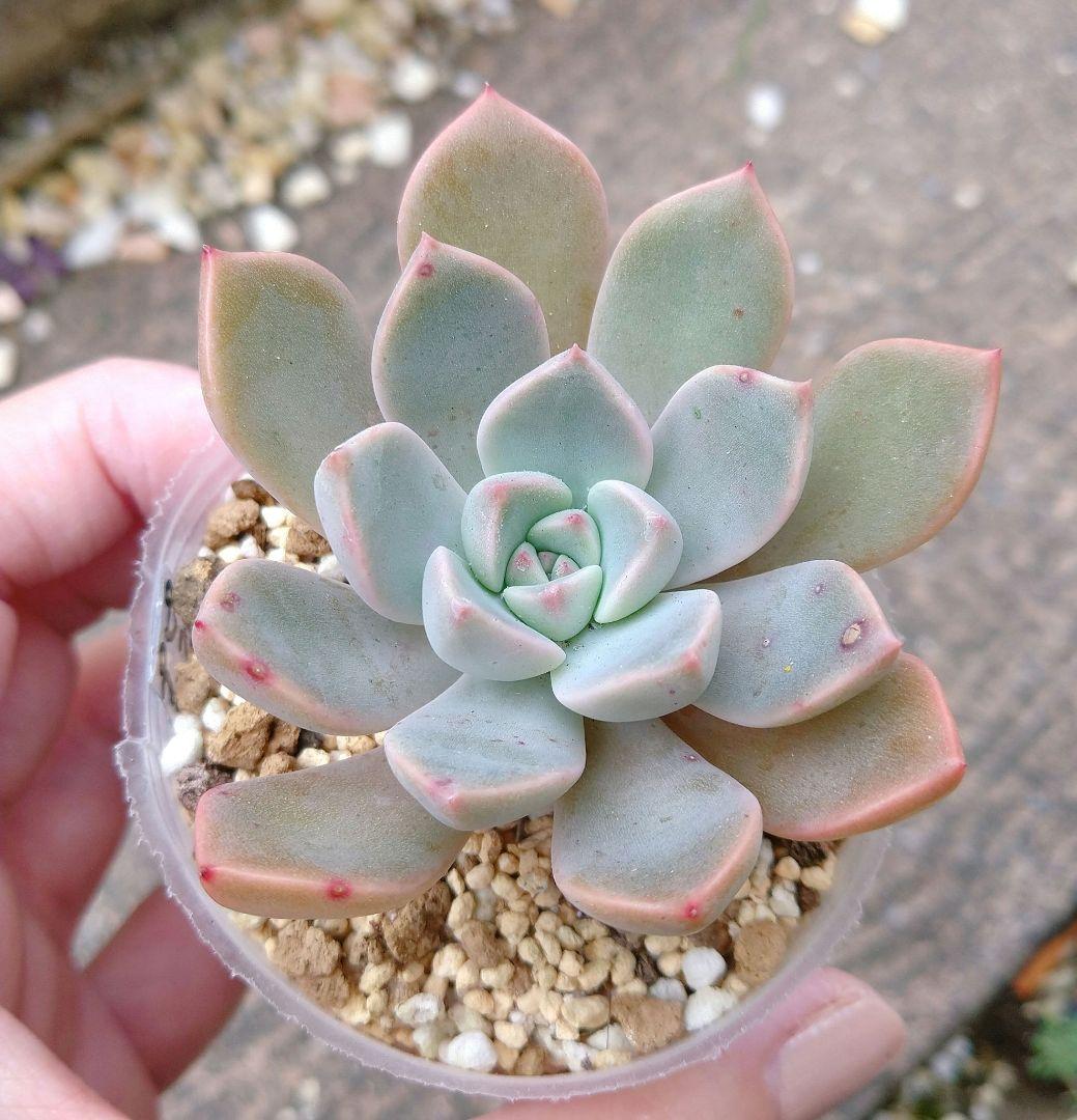 多肉植物】ピンクプリティ・ラブリーローズ 抜き苗セット - メルカリ