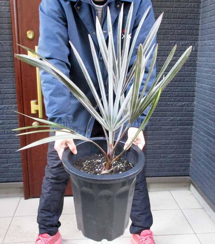 現品】ビスマルキア・ノビリス シルバー 椰子 ヤシ 10号 SF番 - メルカリ