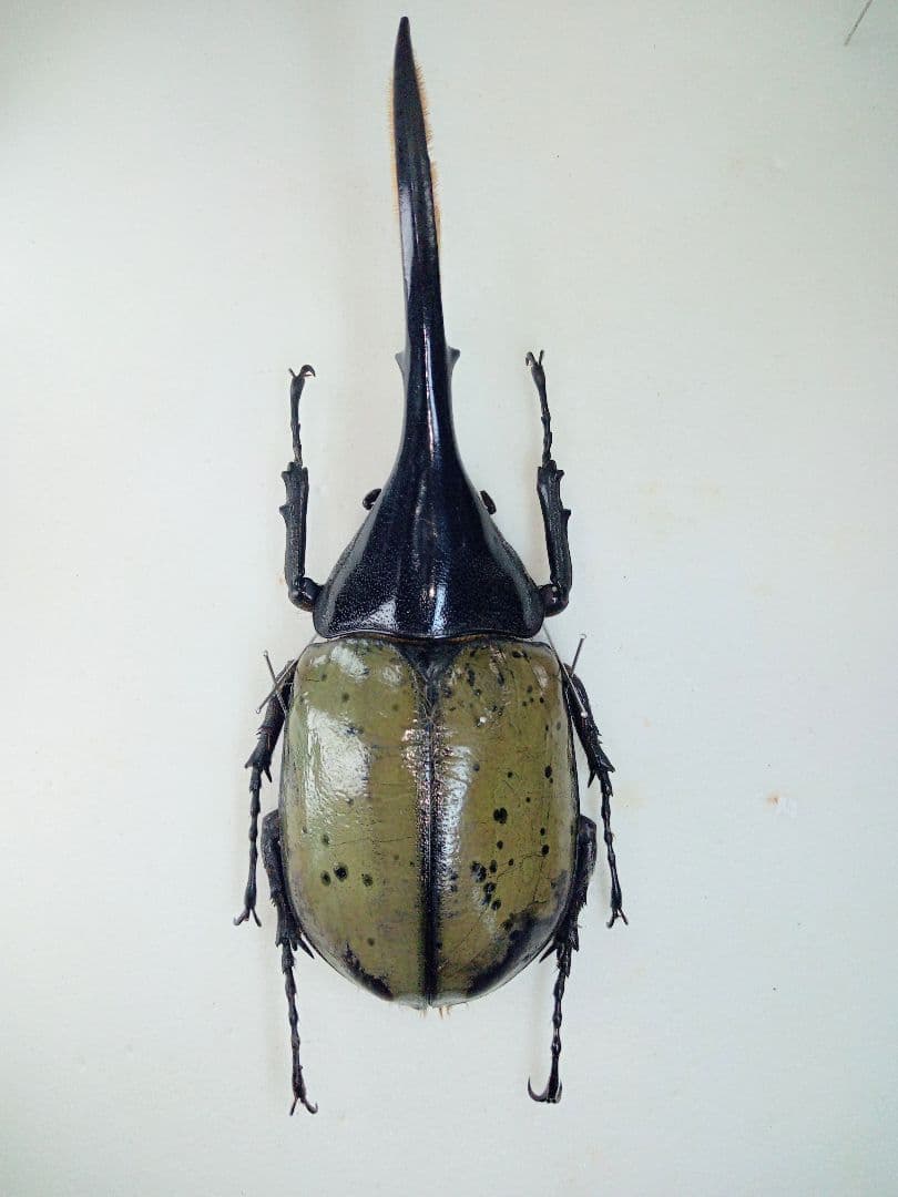 ※ヘラクレス　リッキー　♂野外標本 2024,11/20,21 新着WILD 南米ペルー便 Dynastes世界最大ヘラクレス