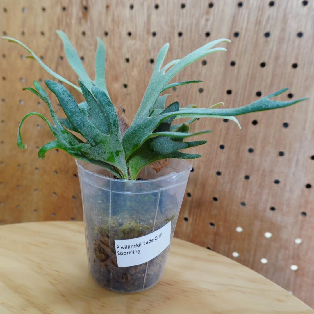 ビカクシダ ジェイドガール Jade Girl ウィリンキー - メルカリ