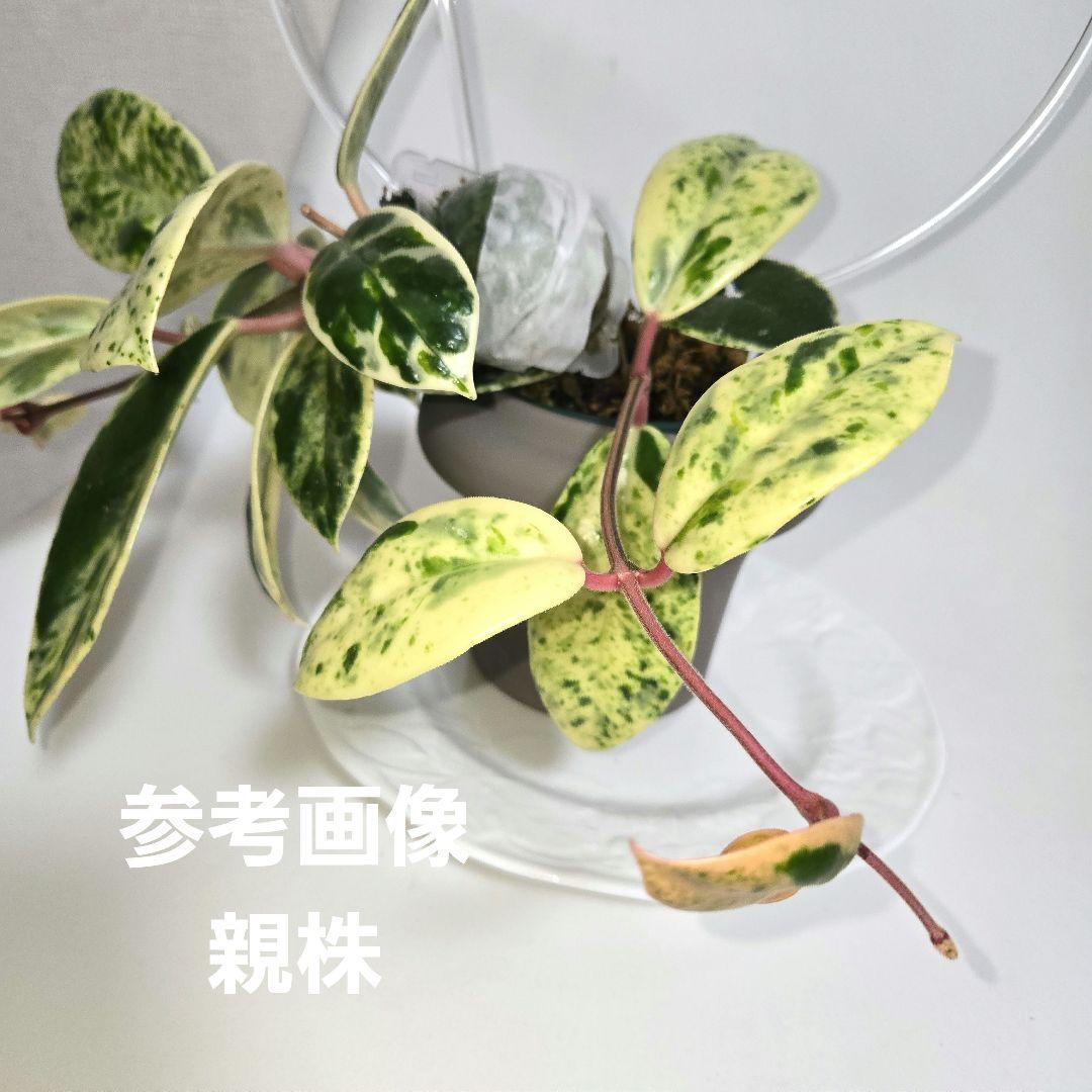 Hoya carnosa ' Madara snow angel' - メルカリ