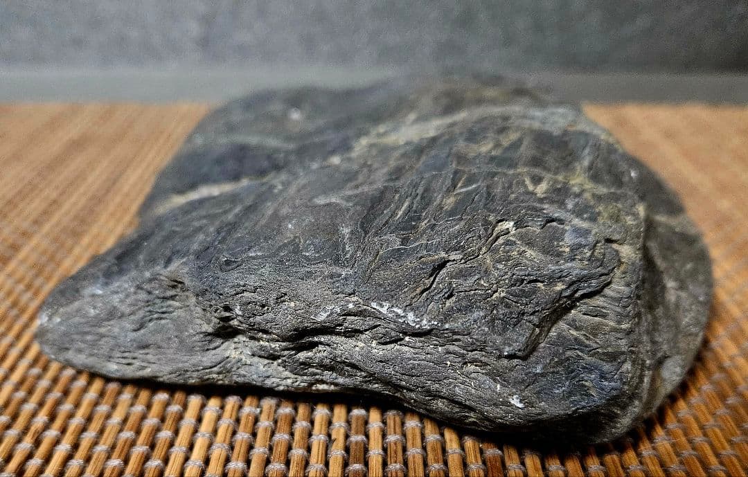 木石 炭化木 珪化木 1700万年前 木の化石 茨城県産 水石 鑑賞石盆栽