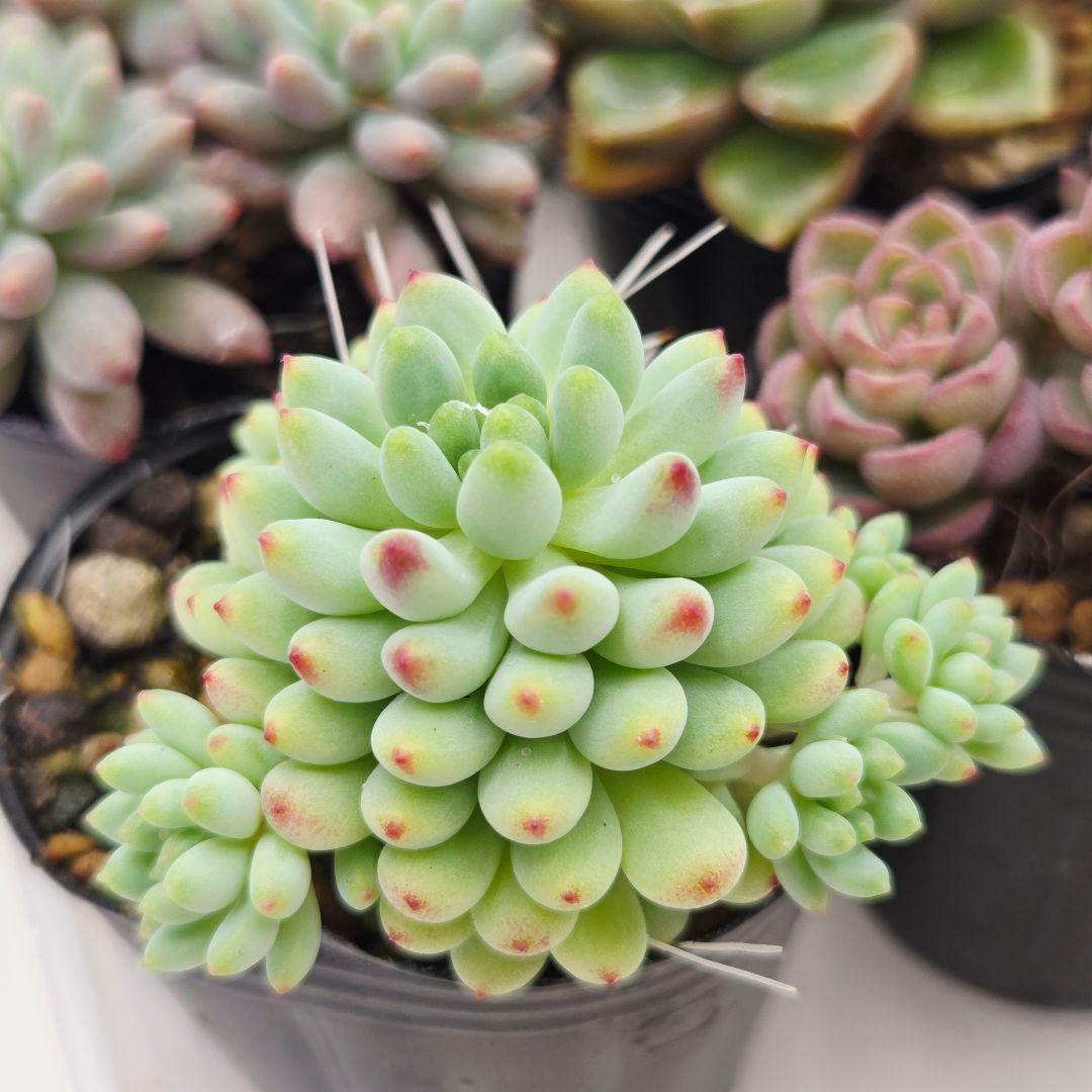 ㊸全15苗 つぶつぶ屋さん 萌牡丹❣️あられ❣️姫花火❣️発根済ネコポス込