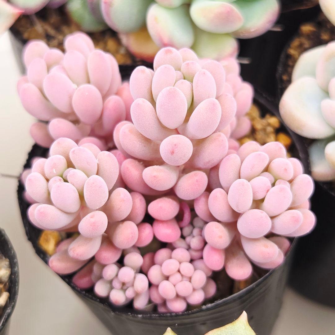 ㊸全15苗 つぶつぶ屋さん 萌牡丹❣️あられ❣️姫花火❣️発根済ネコポス込