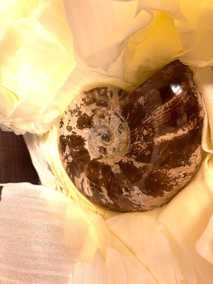 アンモライト化石　天然石　虹色　マダガスカル産　石標本　超大型 a46965-2_700.jpg