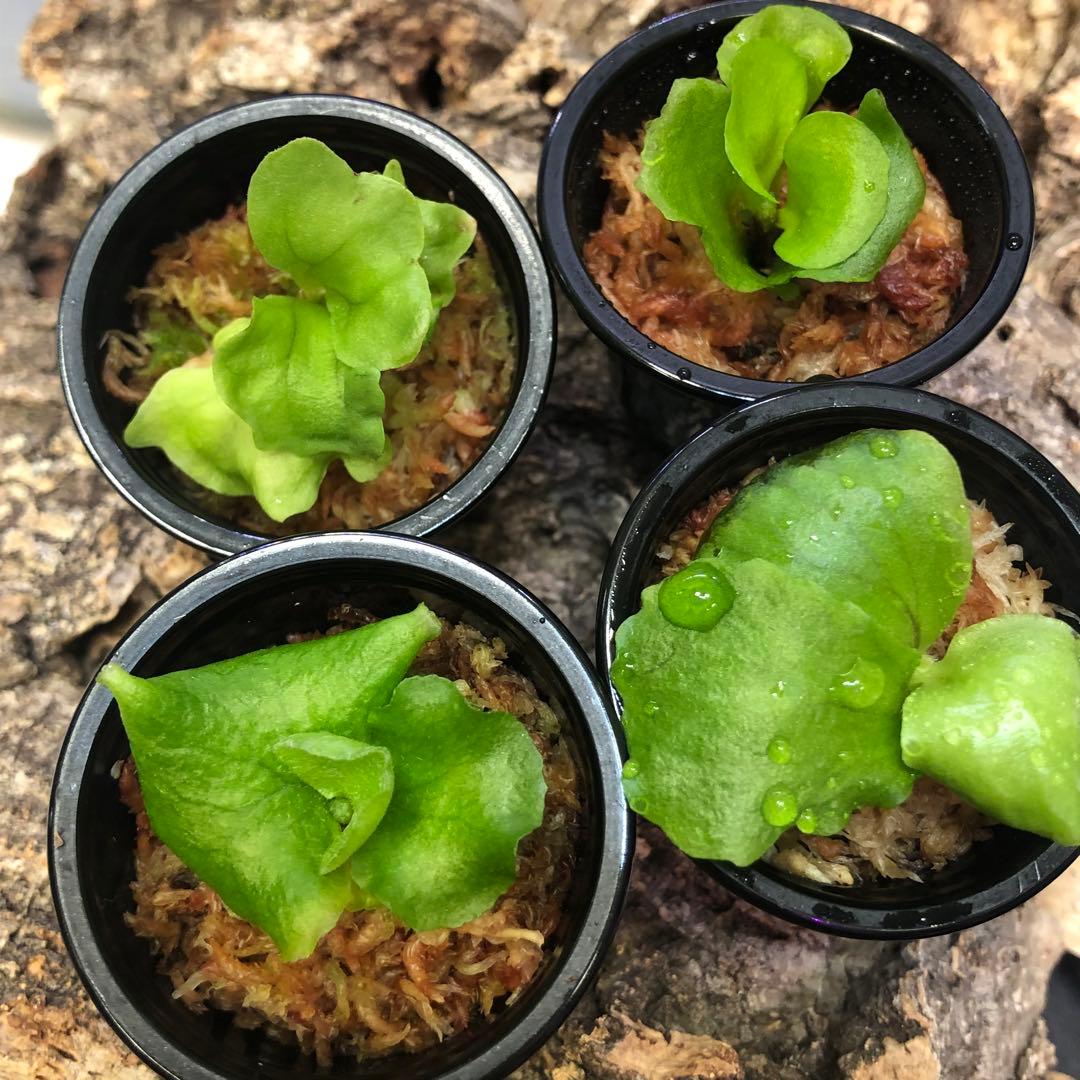 ビカクシダ リドレイ シルベリー マダガスカリエンセ ワンダエドワーフ