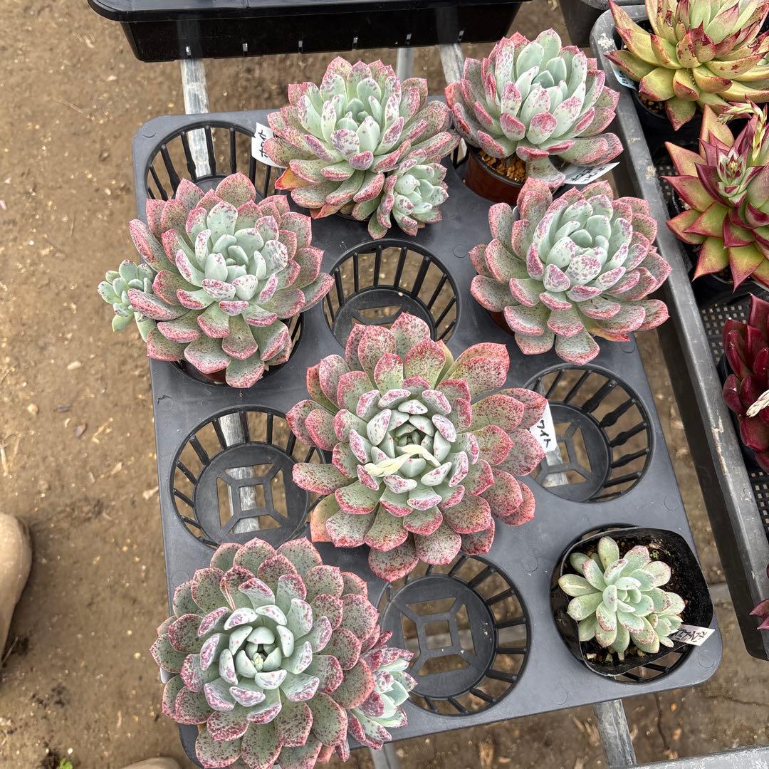 4 ホワイトビアンテ 特大 カット苗 多肉植物 - エケベリア・セダム安い