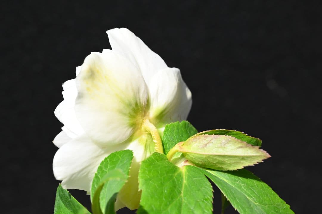 クリスマスローズ 多弁系ホワイトゴールド 加藤農園 - メルカリ