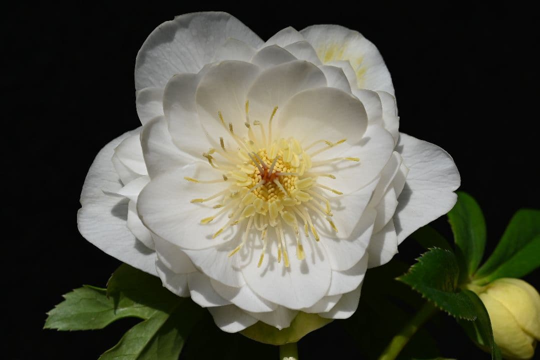 クリスマスローズ 多弁系ホワイトゴールド 加藤農園 - メルカリ