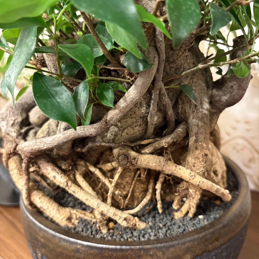 ガジュマル盆栽 樹齢30年 塊根植物 - メルカリ