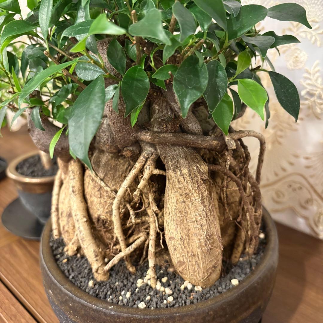 ガジュマル盆栽 樹齢30年 塊根植物 - メルカリ