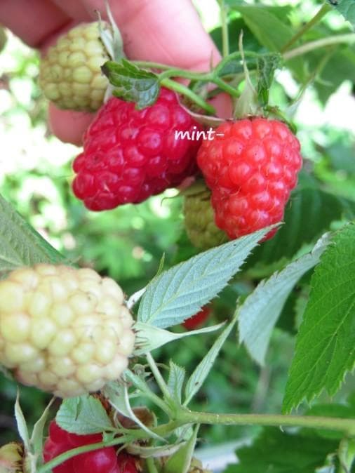 ラズベリー苗 Tulameen（トゥラミーン）分け株 大株