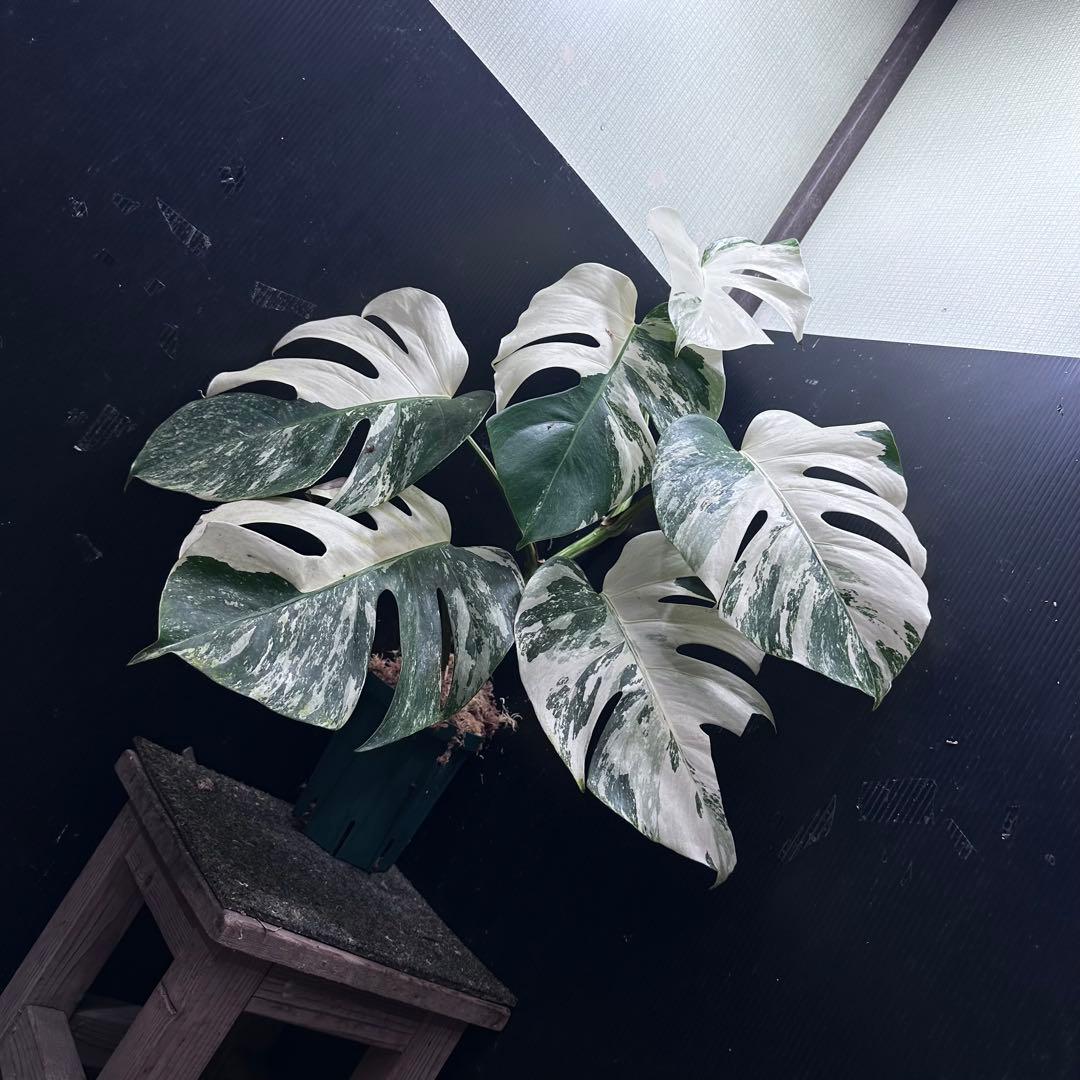 斑入りモンステラ ホワイトタイガー極美大株71cm白斑多 - メルカリ