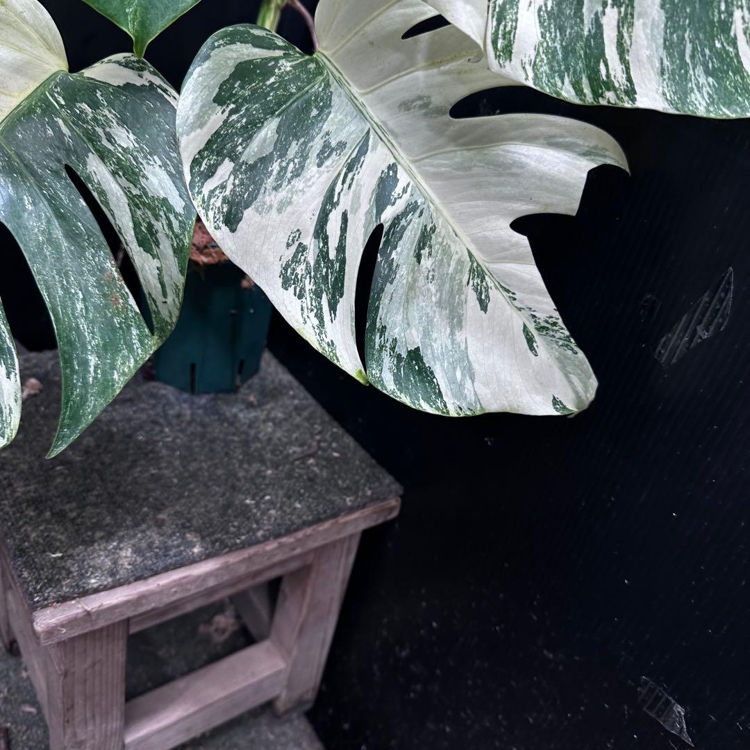 斑入りモンステラ ホワイトタイガー極美大株71cm白斑多 - メルカリ