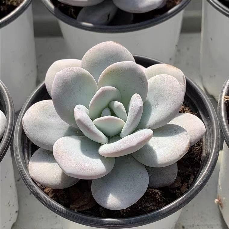 PM87 美苗ラウイ 多肉植物 エケベリア 韓国苗超美苗 大苗大株 - メルカリ