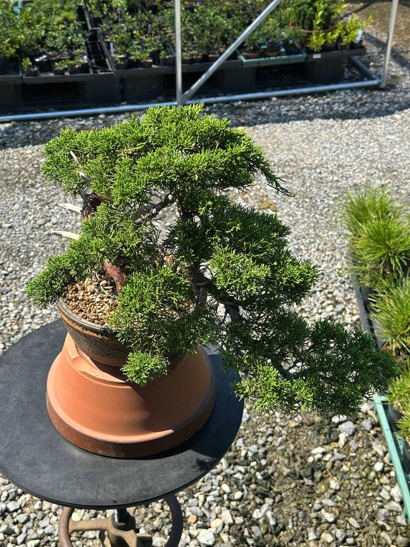 盆栽 糸魚川真柏 半懸崖 太幹-3 - メルカリ