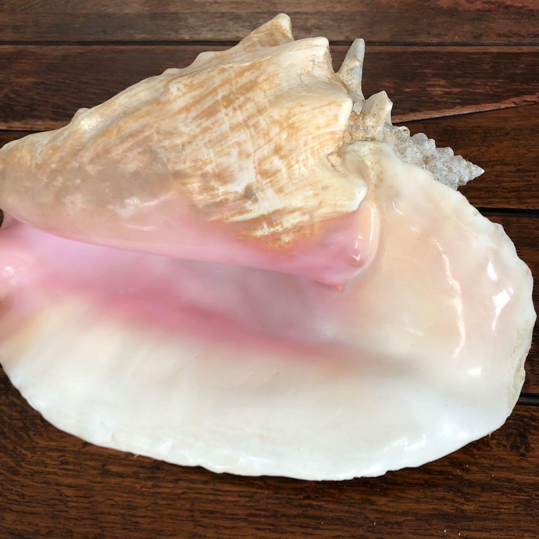 コンク貝 コンクシェル 特大 ピンク - メルカリ