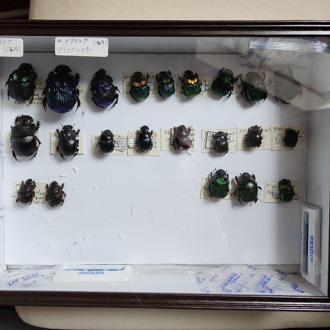 昆虫標本(ダイコク、オオダイコク)海外 楽天市場】昆虫標本 ミドリツヤダイコクコガネ 2匹 メタリック調ライト
